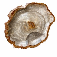 Vassoio in legno pietrificato naturale da 20"