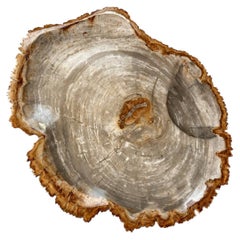 Vassoio in legno pietrificato naturale da 20"
