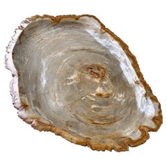 Natural Petrified Wood Platter Centerpiece 20"