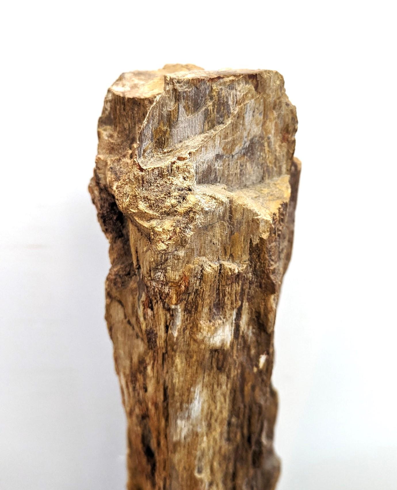 Natural Petrified Wood Sculpture  For Sale 2