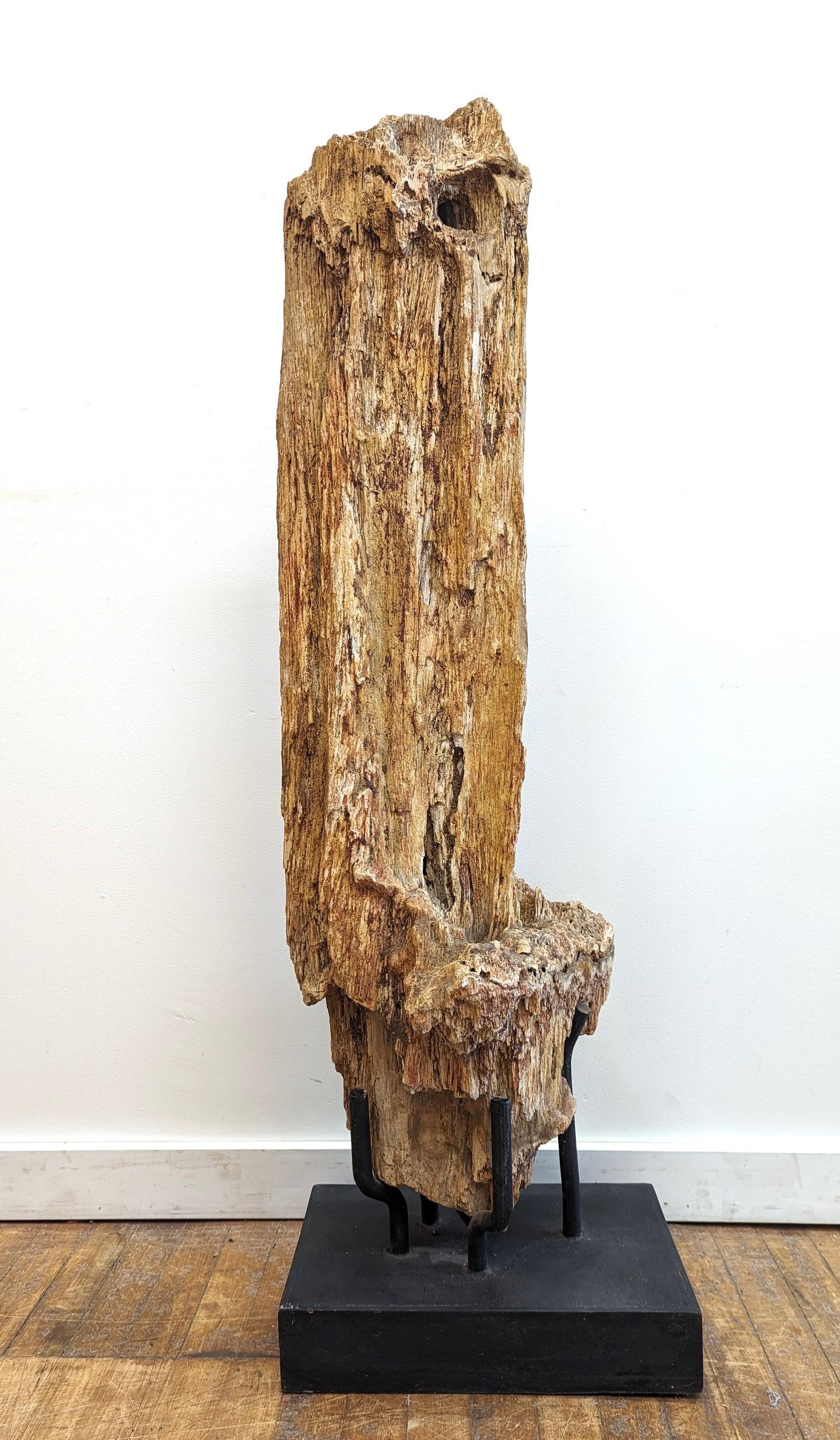 Ein natürliches Stück versteinertes Holz auf einem Ständer.  Vollständig organisches, natürliches Rohfossil, für die Ausstellung gereinigt.  Der natürliche Prozess der Entstehung von versteinertem Holz dauert Hunderte bis Tausende und Millionen von