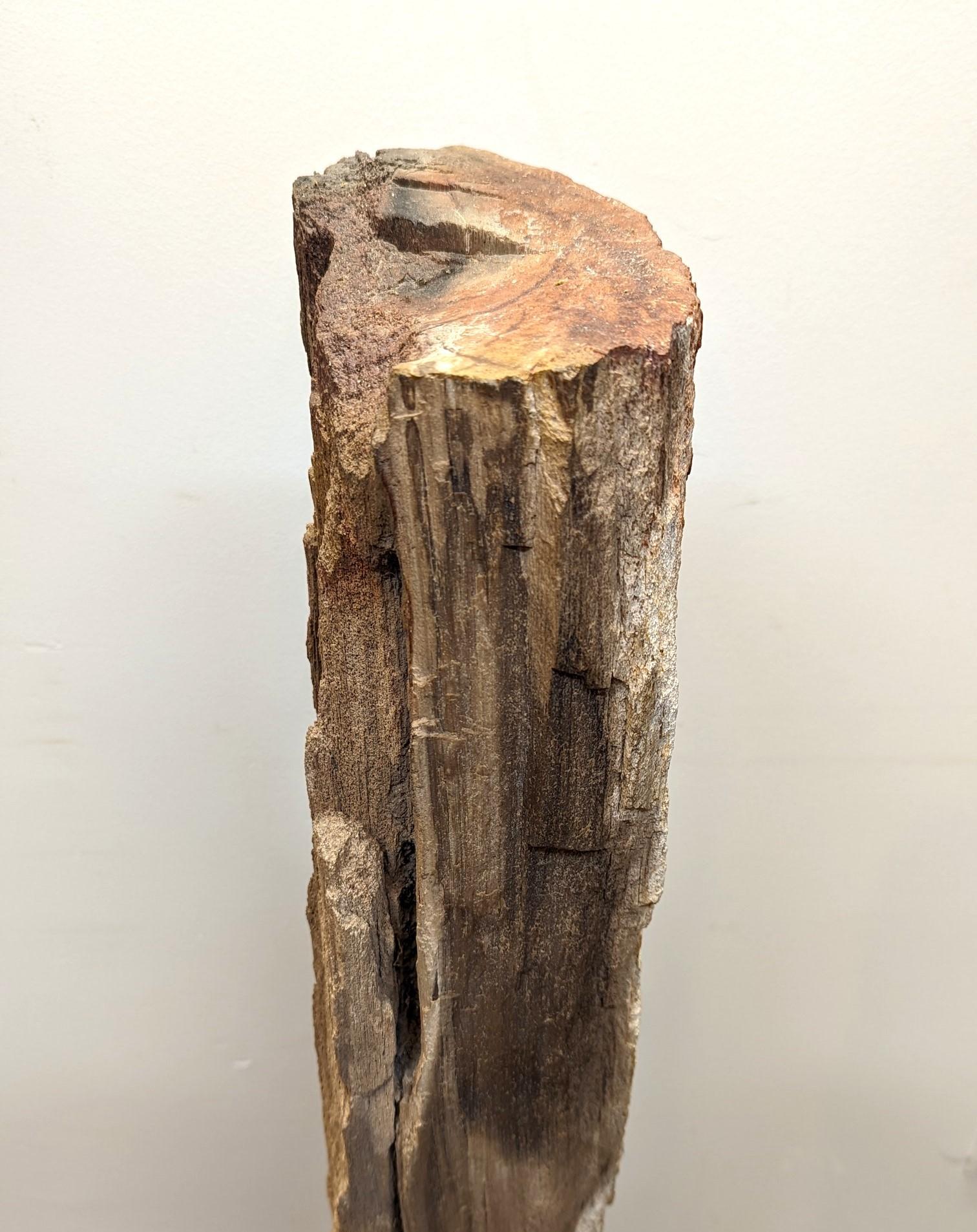 Natural Petrified Wood Sculpture  For Sale 1