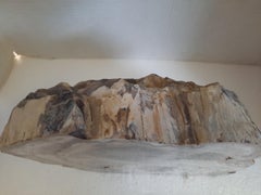 Natural Petrified Wood Specimen