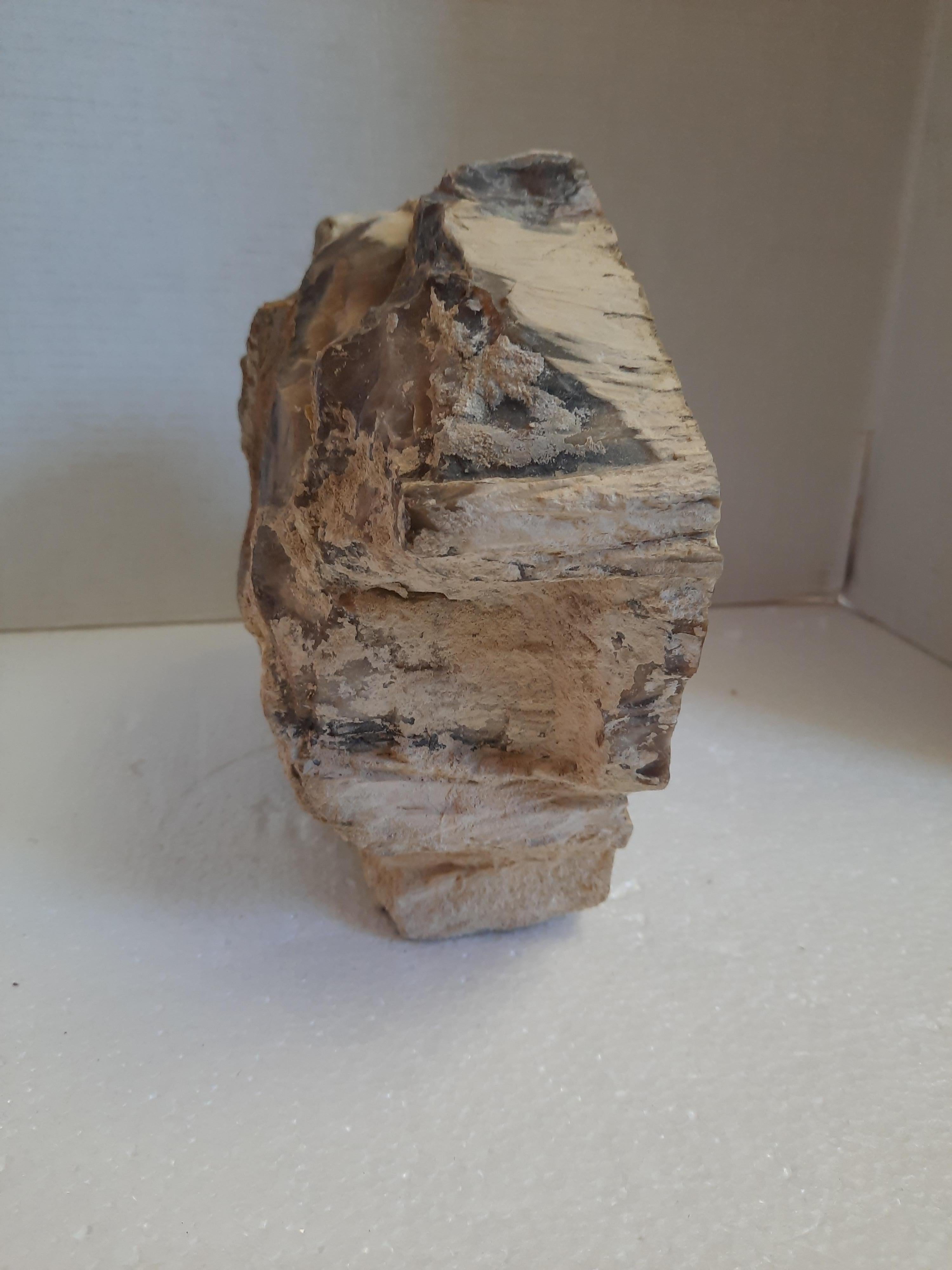 18th Century and Earlier Natural Petrified Wood Specimen For Sale