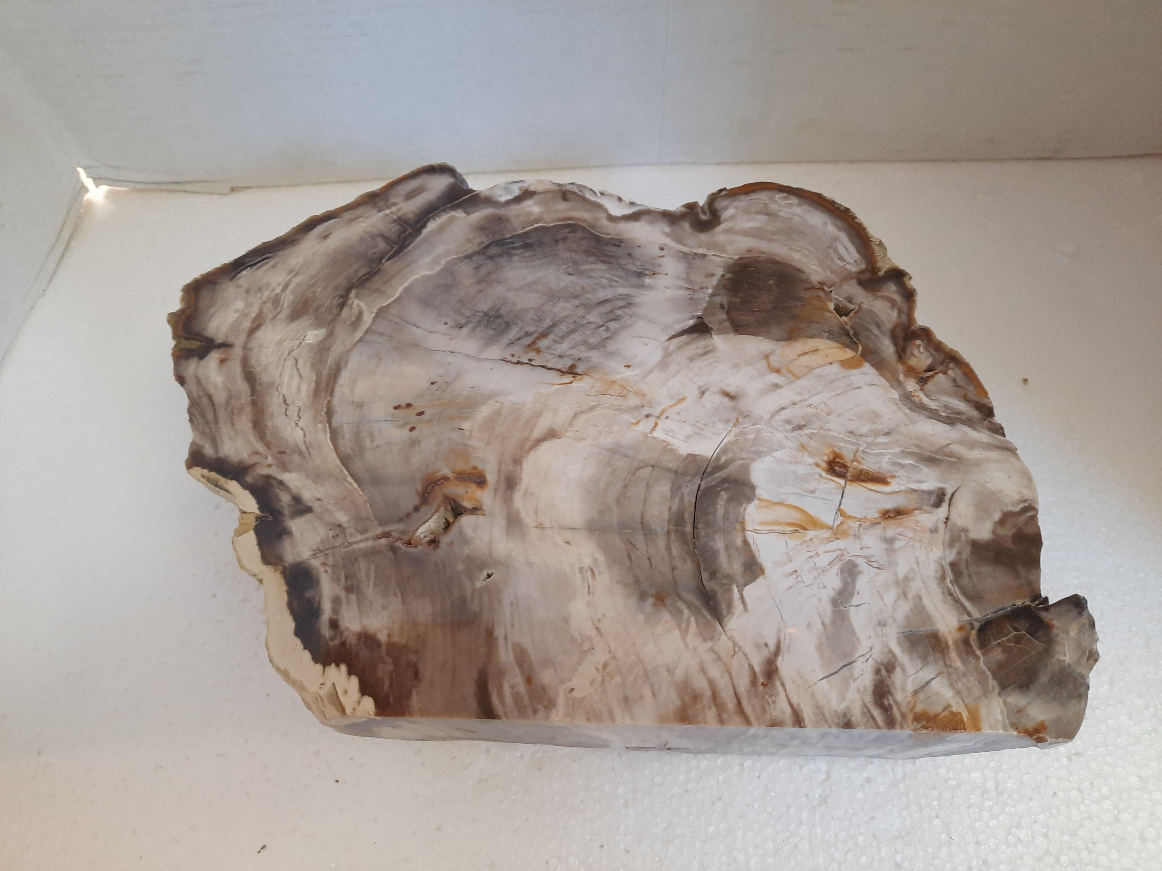 Natural Petrified Wood Specimen For Sale 4