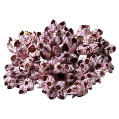 Natural Purple Acorn Barnacle Cluster (3.5 lbs)