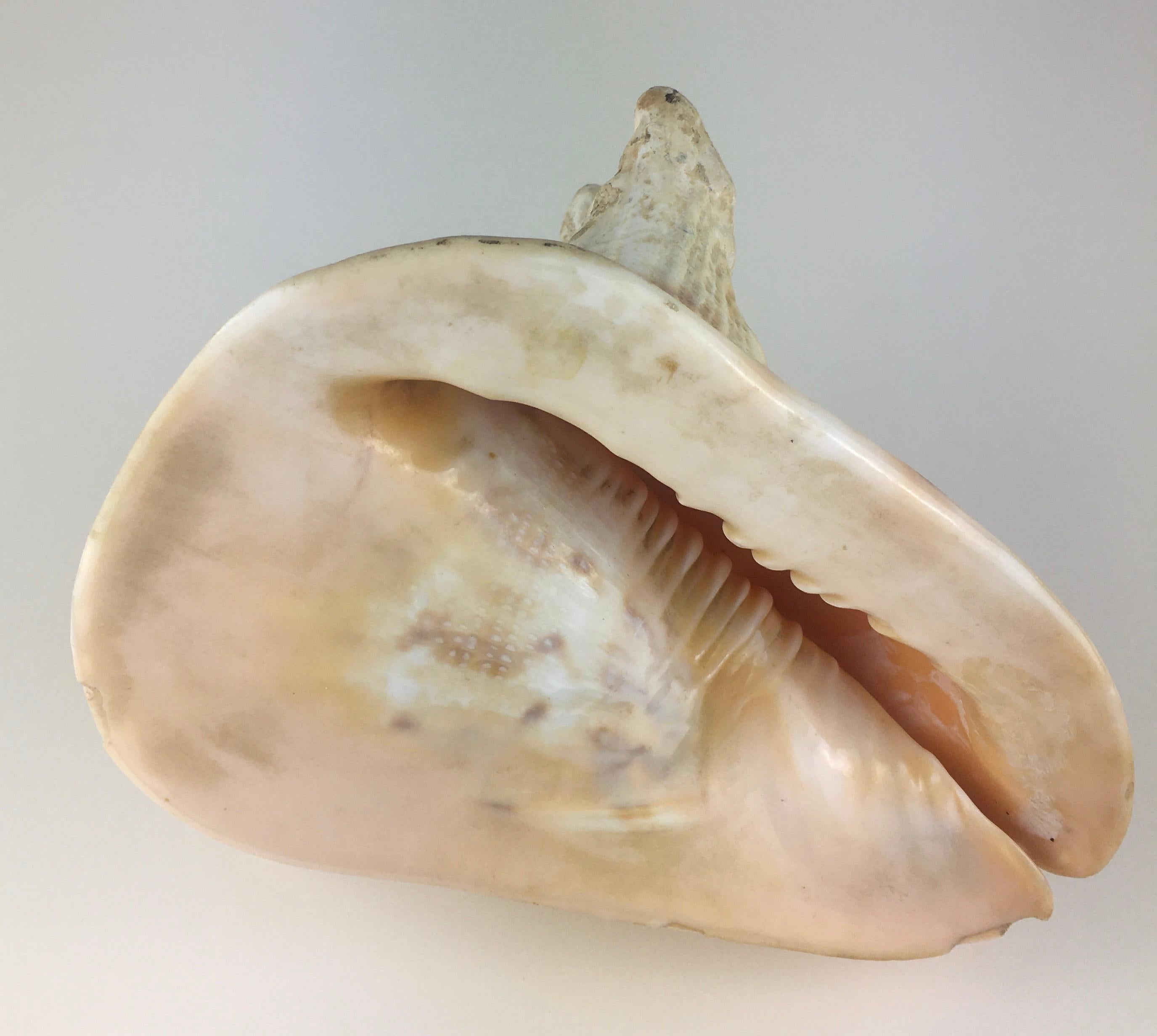 Beautiful natural seashell that would enhance any table or shelf.

Measures: 7 1/2