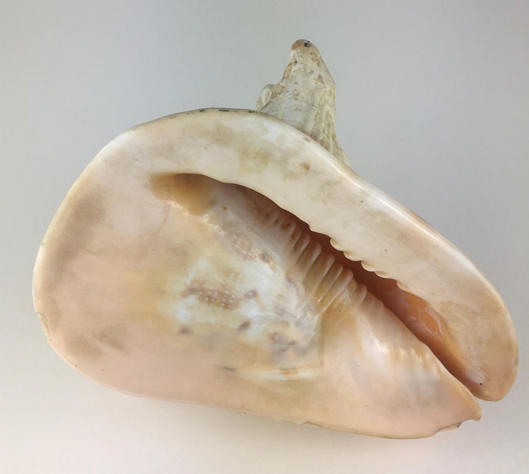 Natural Queen Conch Shell For Sale at 1stdibs