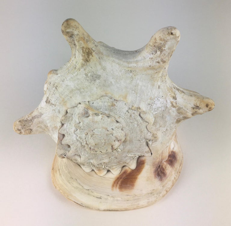 Natural Queen Conch Shell For Sale at 1stdibs