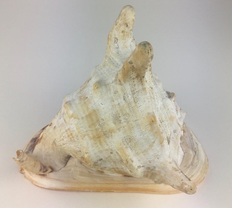 Natural Queen Conch Shell For Sale at 1stdibs