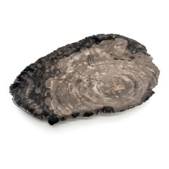 Vassoio in legno pietrificato con bordi grezzi naturali, 20"