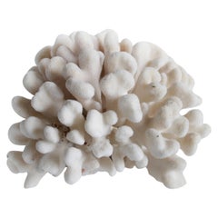 Natural Real Bleached Fat Finger White Coral