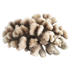 Natural Real Brown Coral