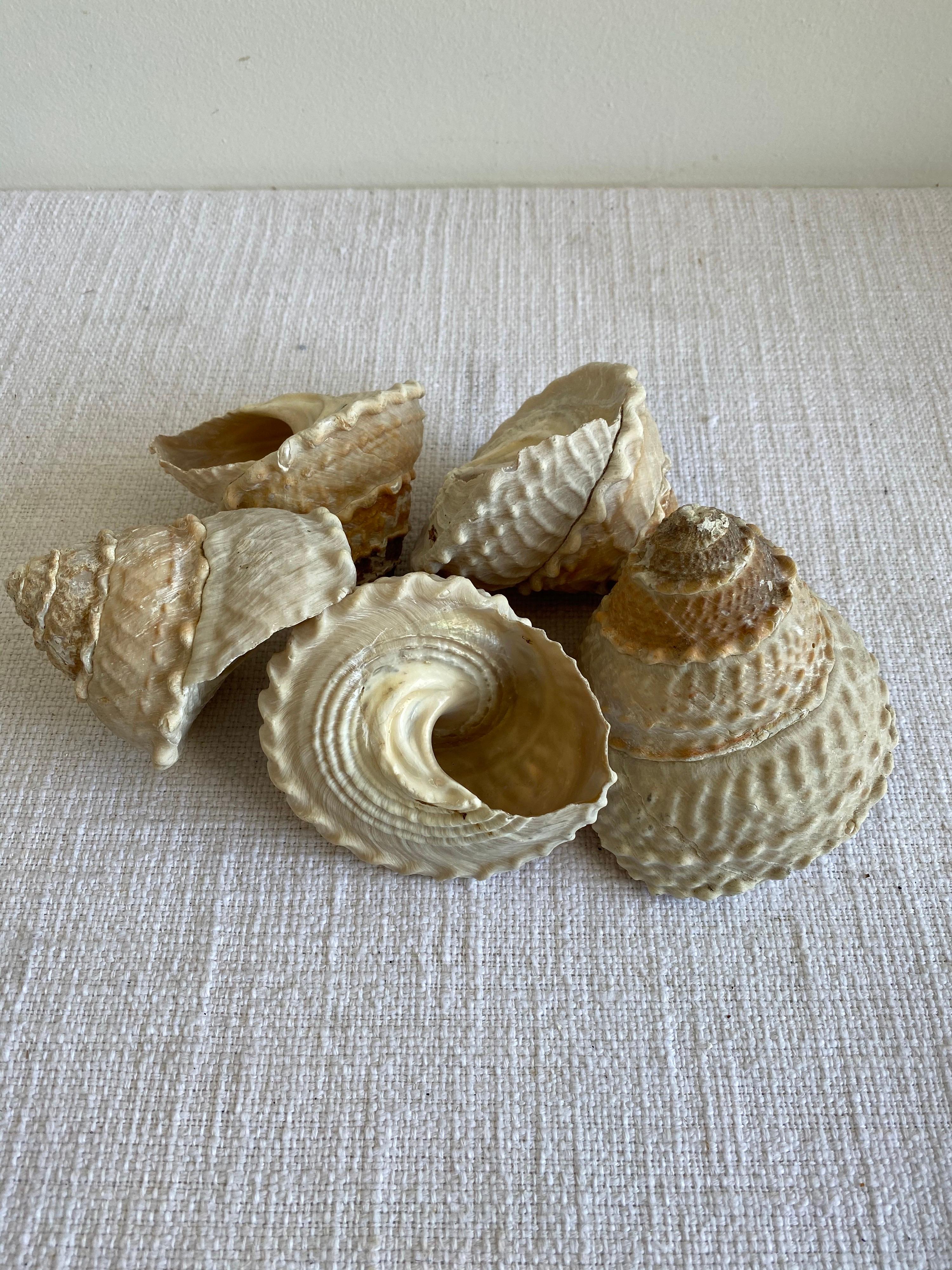 Beautiful natural real shells.
This coral is real, not faux, and color is natural, not dyed.
Size: 5