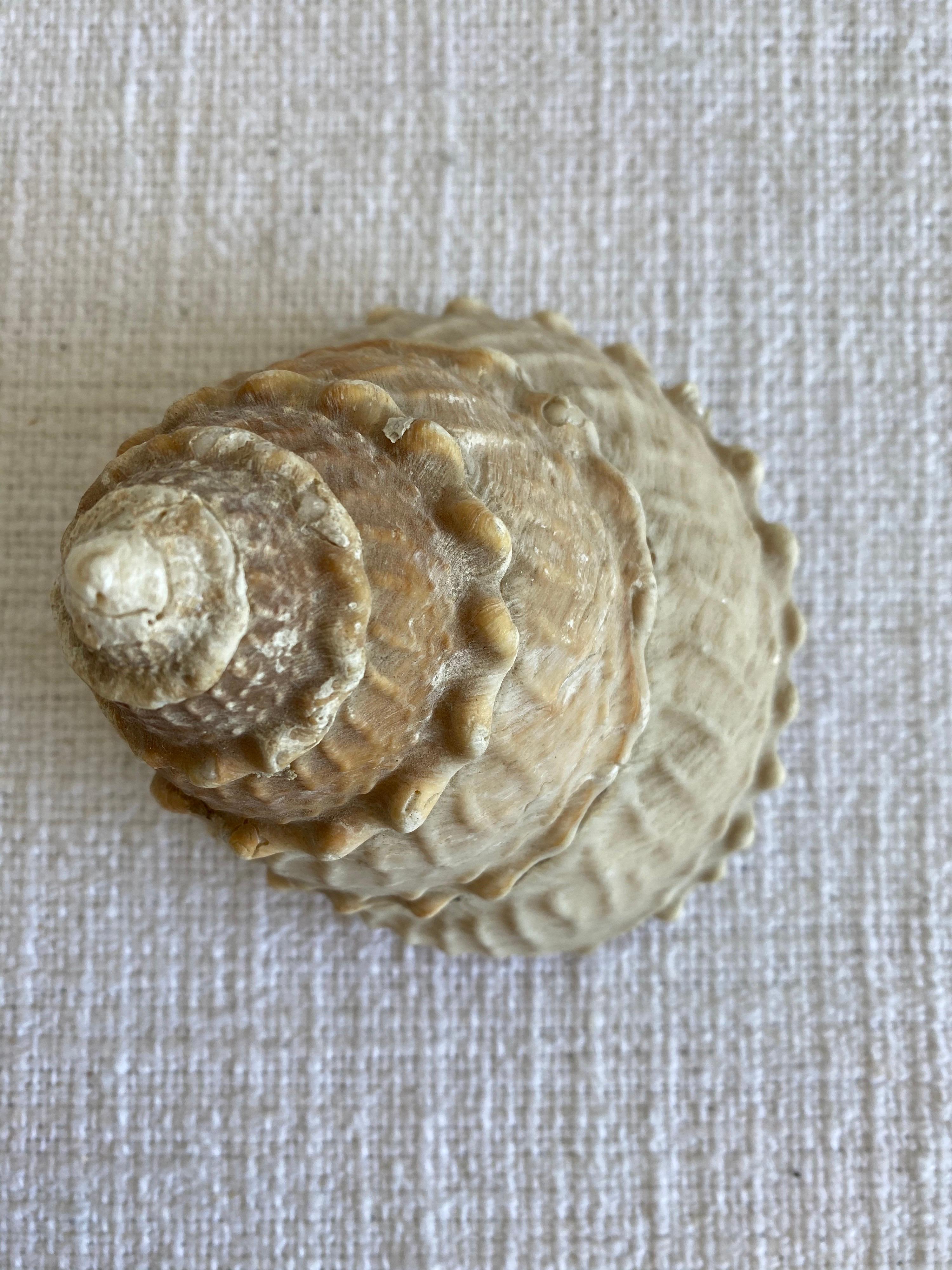 real seashells