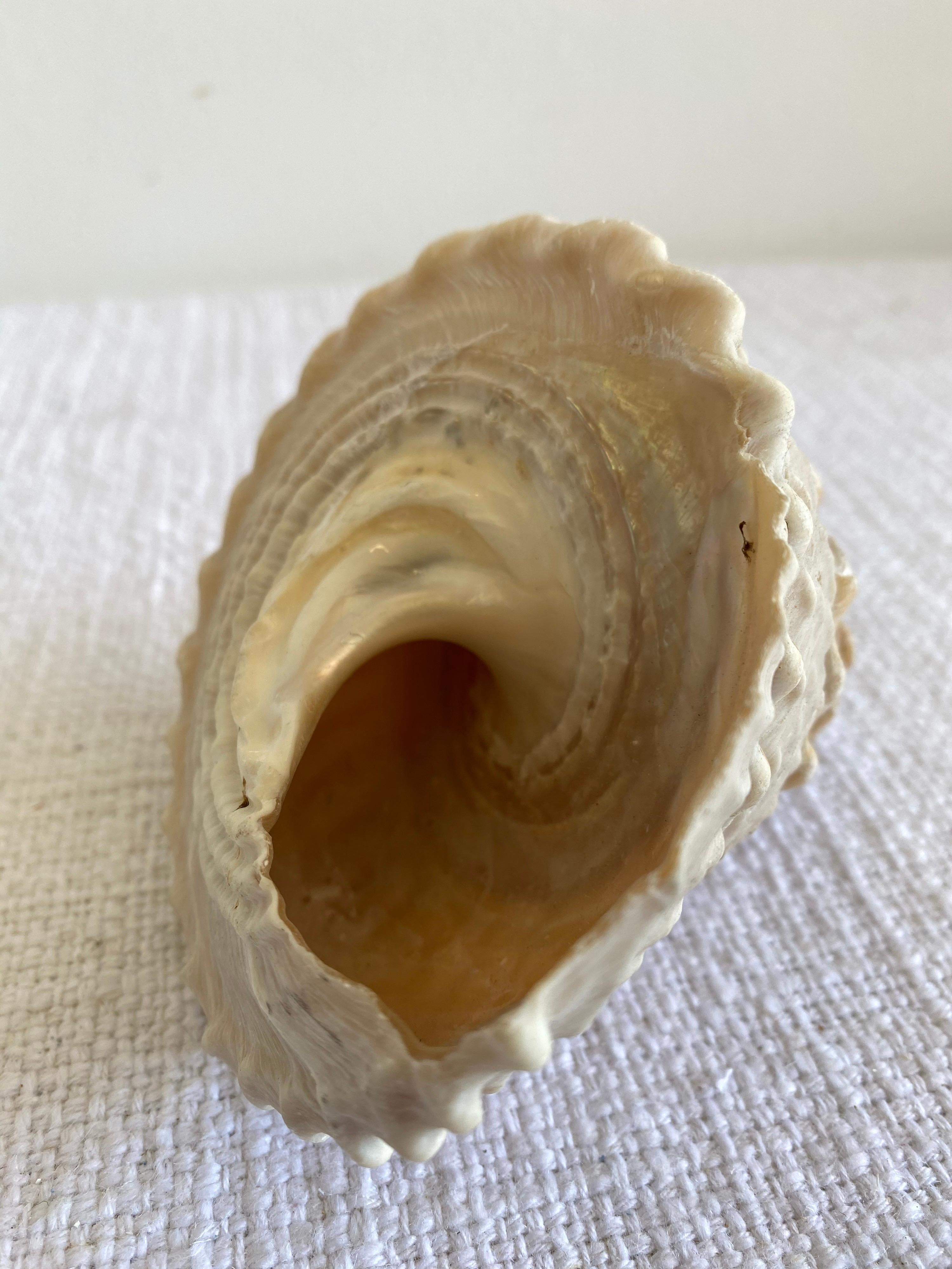 Natural Real Shells In Good Condition For Sale In Brea, CA