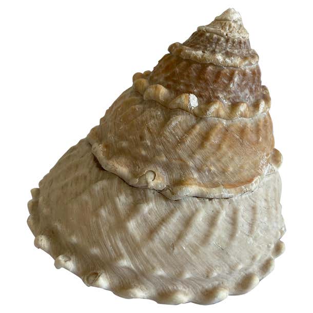Natural Real Shells For Sale at 1stDibs | real shell pictures, wavy ...