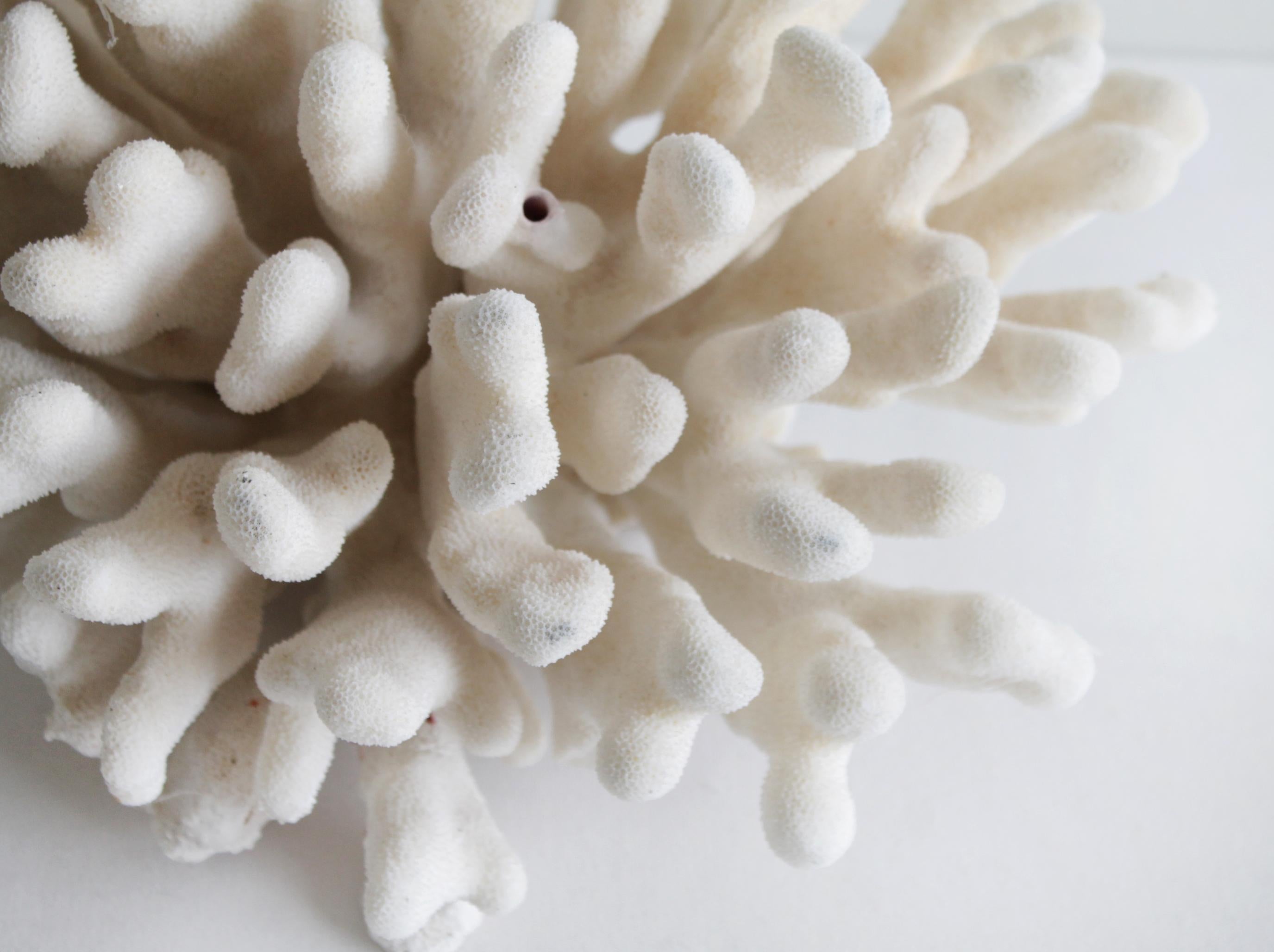 This is natural real white bleached coral 
Measures: 13