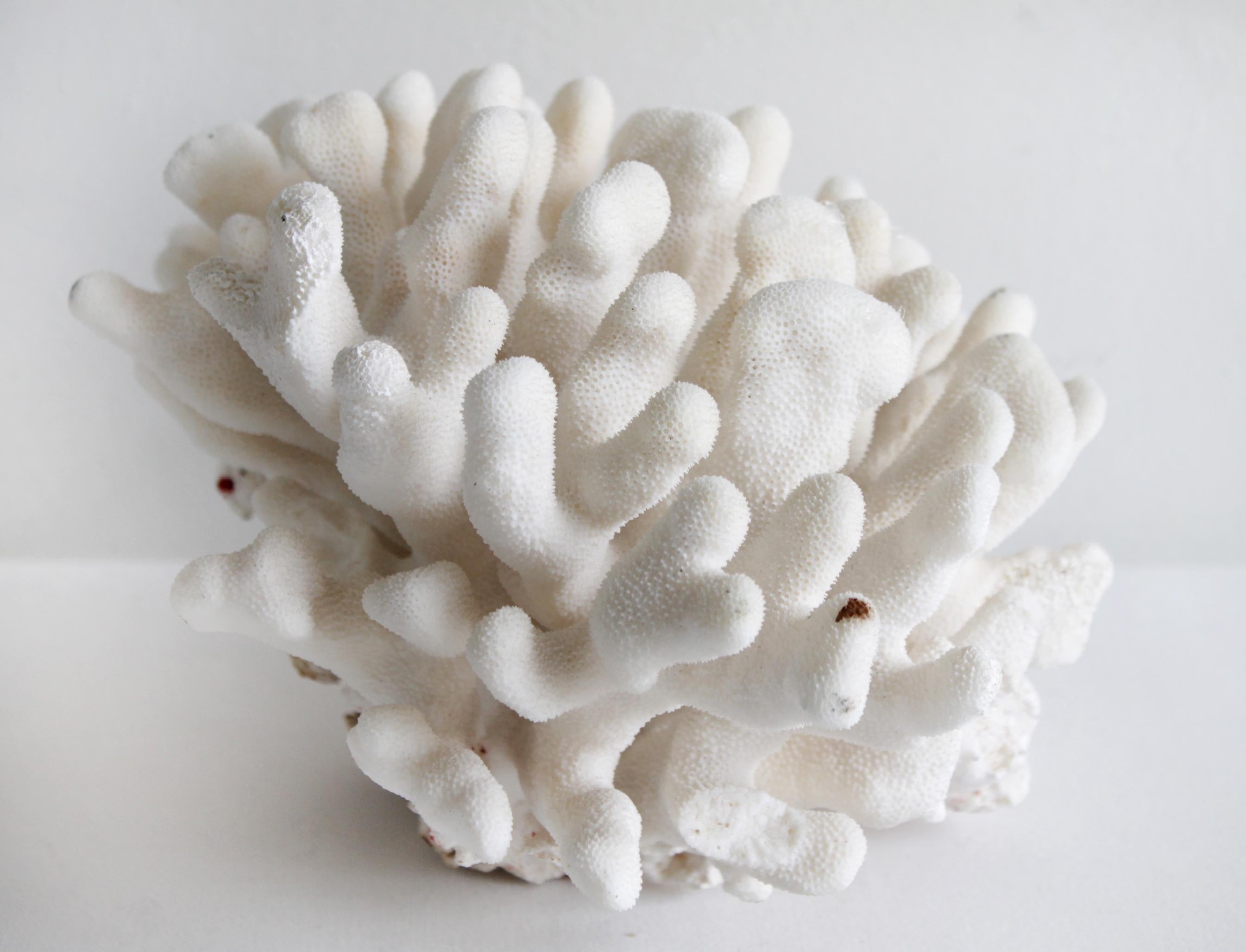 real white coral for sale