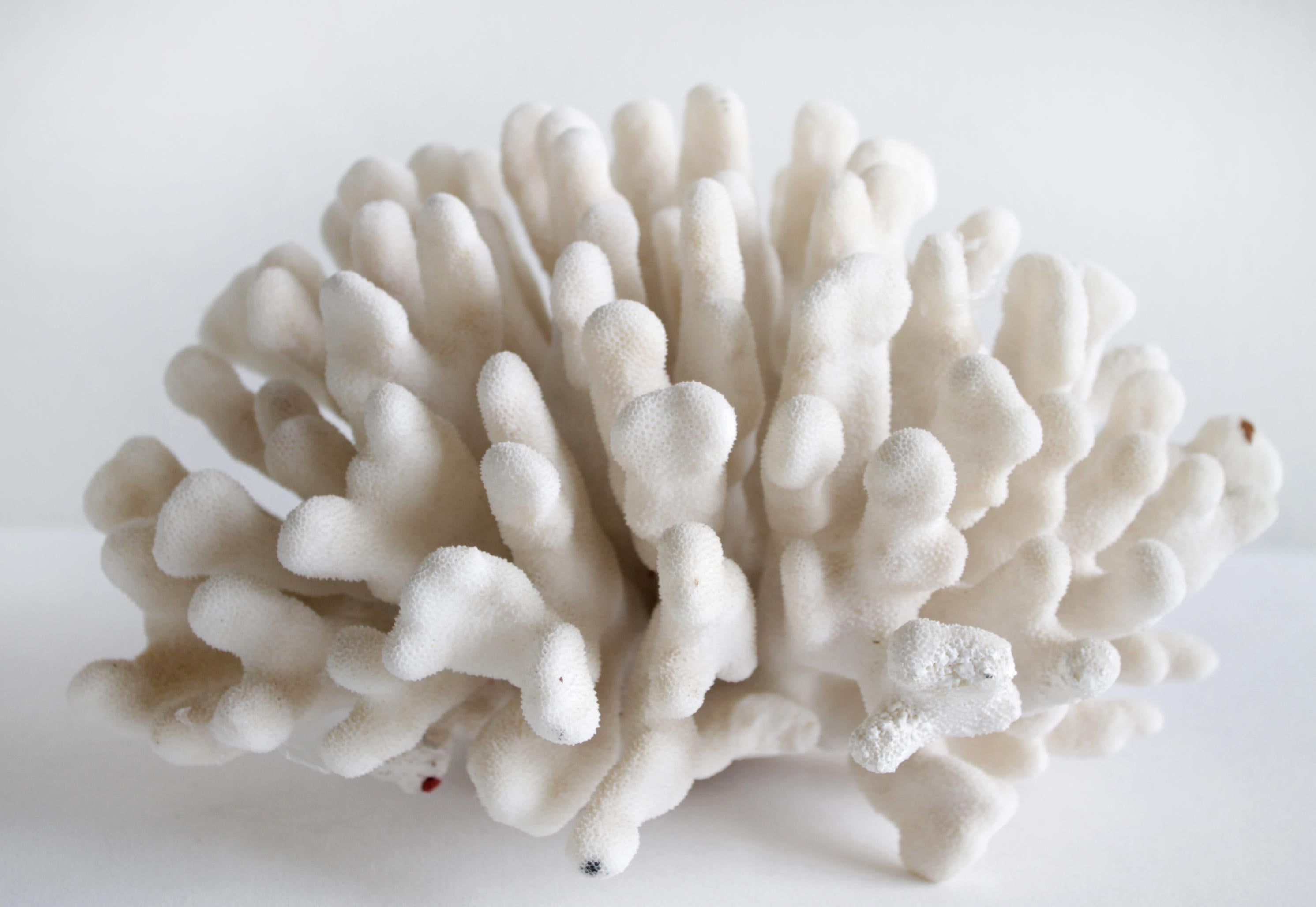 real coral for sale