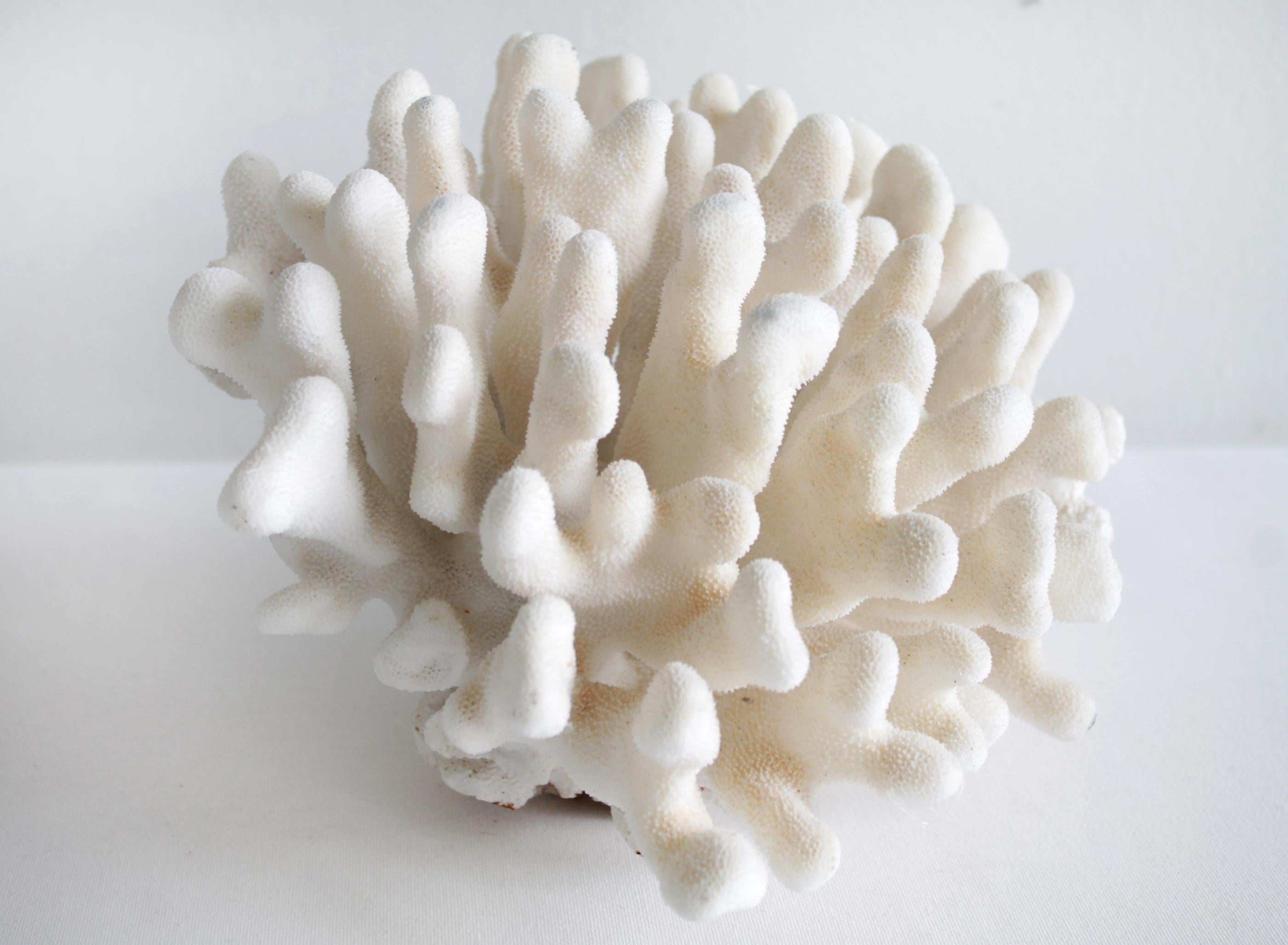 how to tell if white coral is real