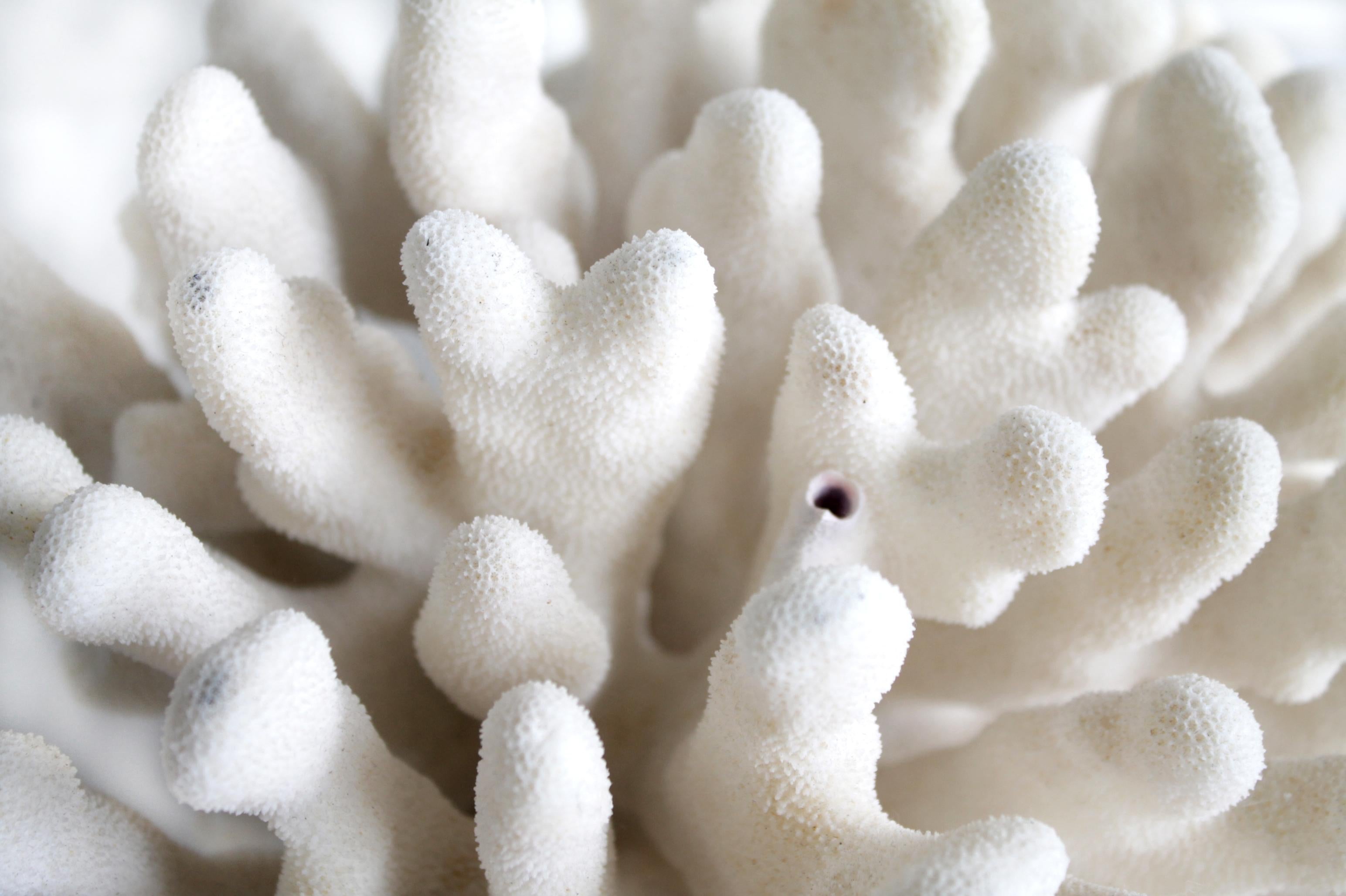 Natural Real White Coral In Good Condition In Old Town Orange, CA