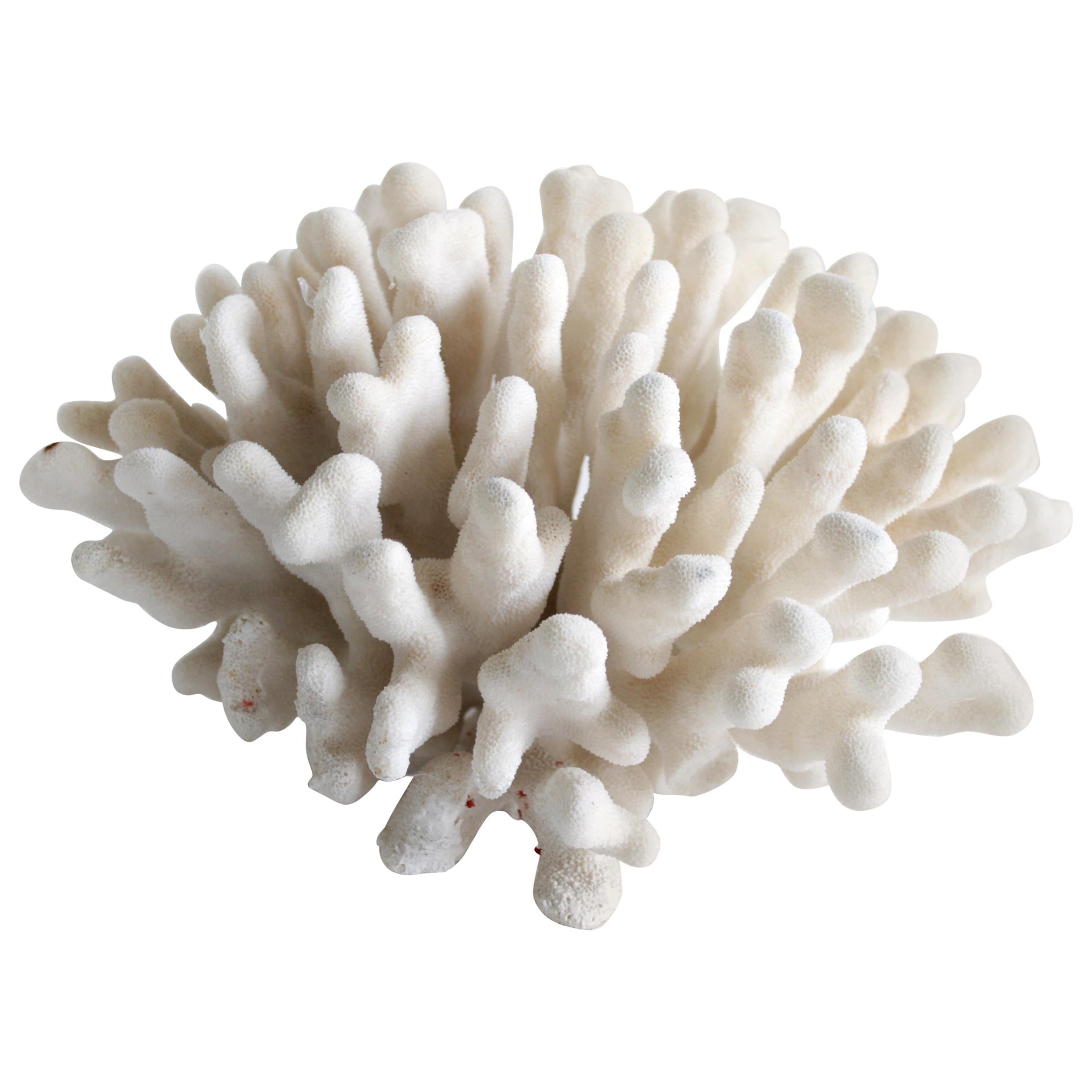 White Natural Coral Specimen Pretty Display Coral Piece Fabulous 7 Vintage White Brain Coral