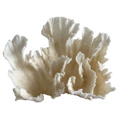 Natural Real White Lace Cup Coral