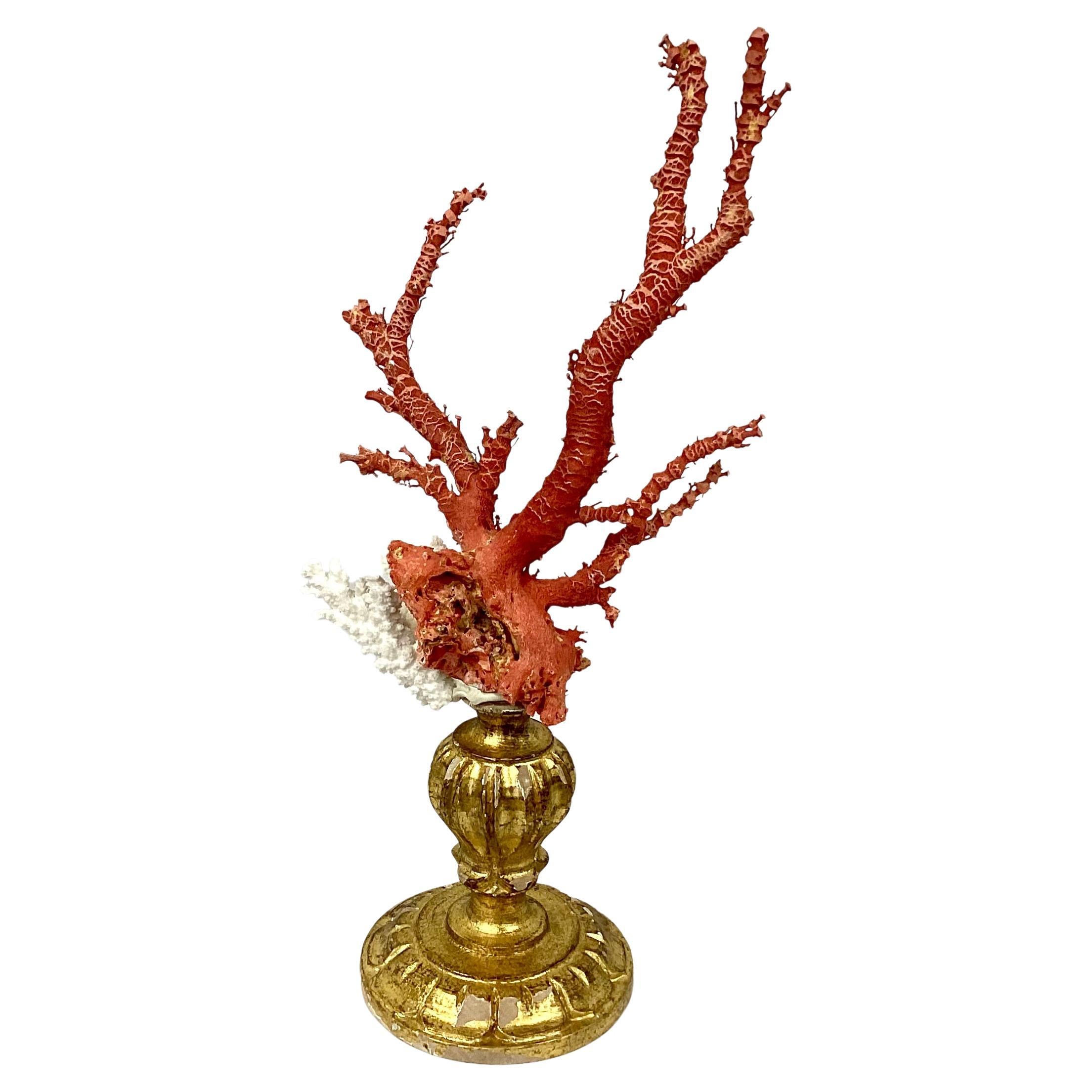 Italian Natural Red and White Coral Mounted on 18th Century Giltwood Fragment For Sale