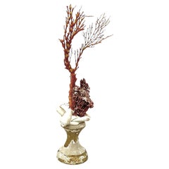 Coral Rojo Natural Montado Sobre Fragmento De Madera Dorada Del Siglo XVIII