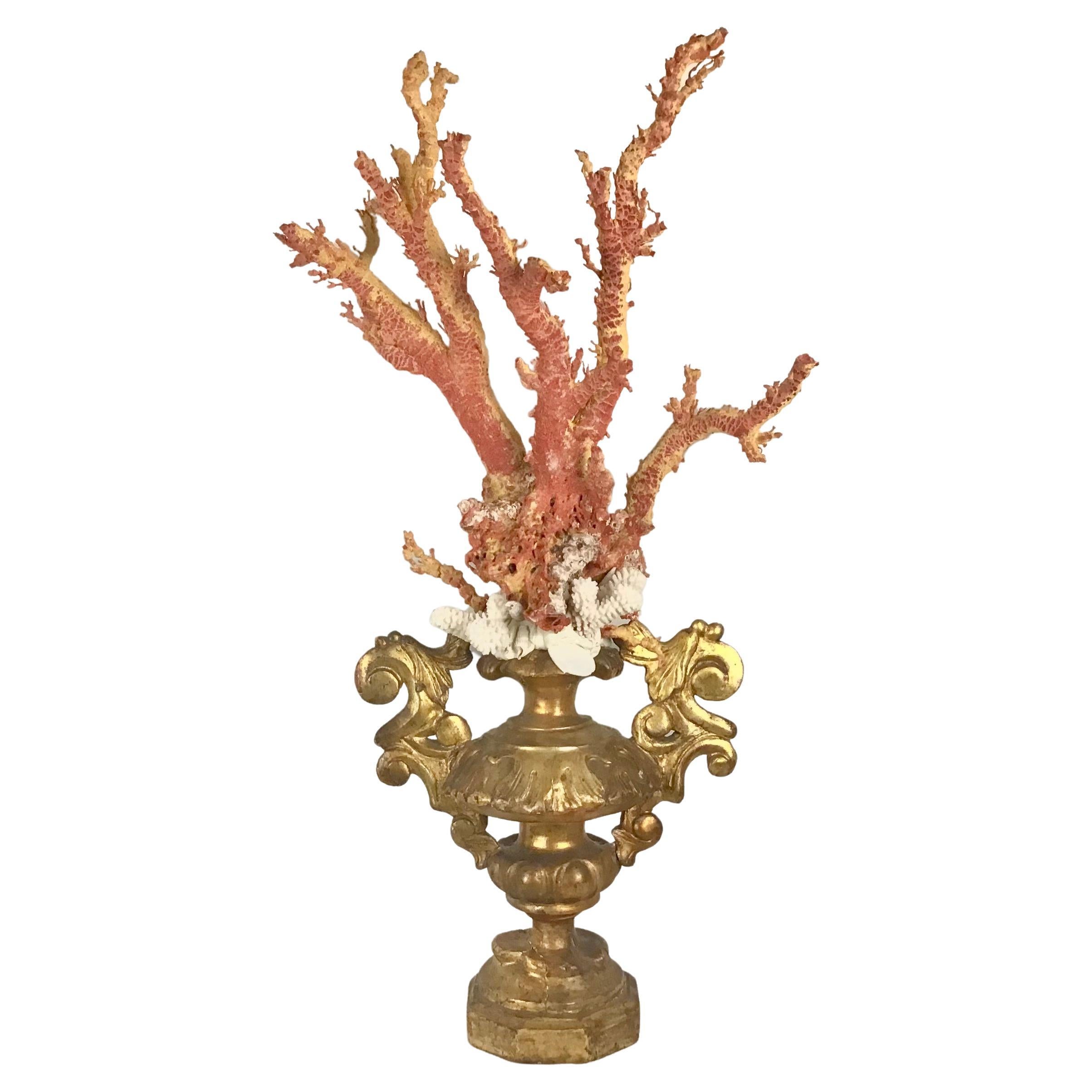 Natürliche rote Koralle auf vergoldetem Holzfragment aus dem 18. Jahrhundert montiert