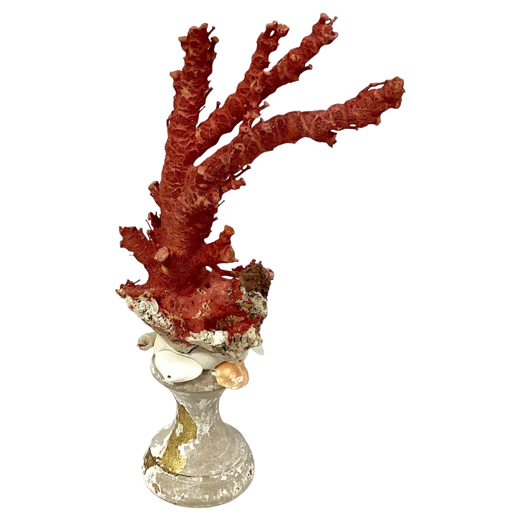 Natürliche rote Koralle auf vergoldetem Holzfragment aus dem 18. Jahrhundert montiert
