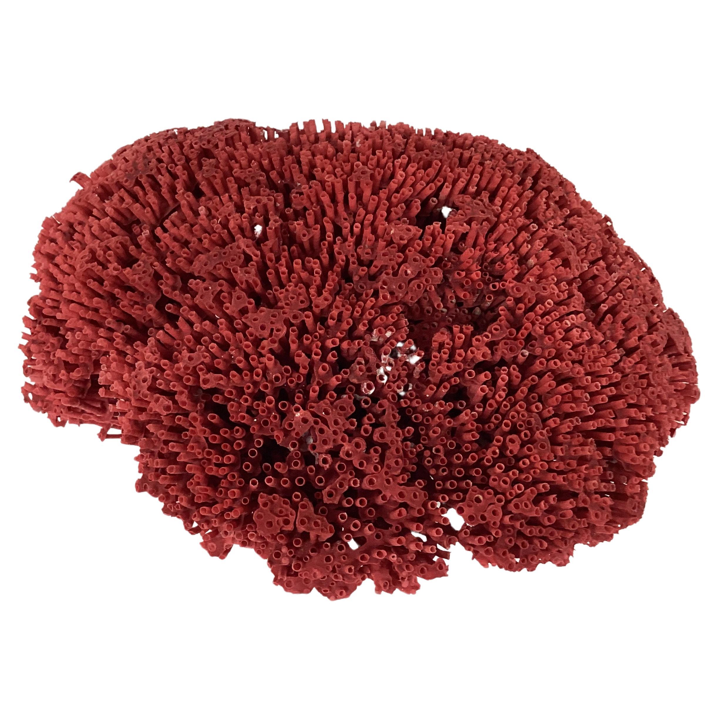 Natural specimen of red coral reef. Color is a natural ruby red Flat underside for easy display. This specimen is a great size for displaying in any decor.