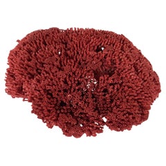 Natural Red Pipe Coral Specimen          #1