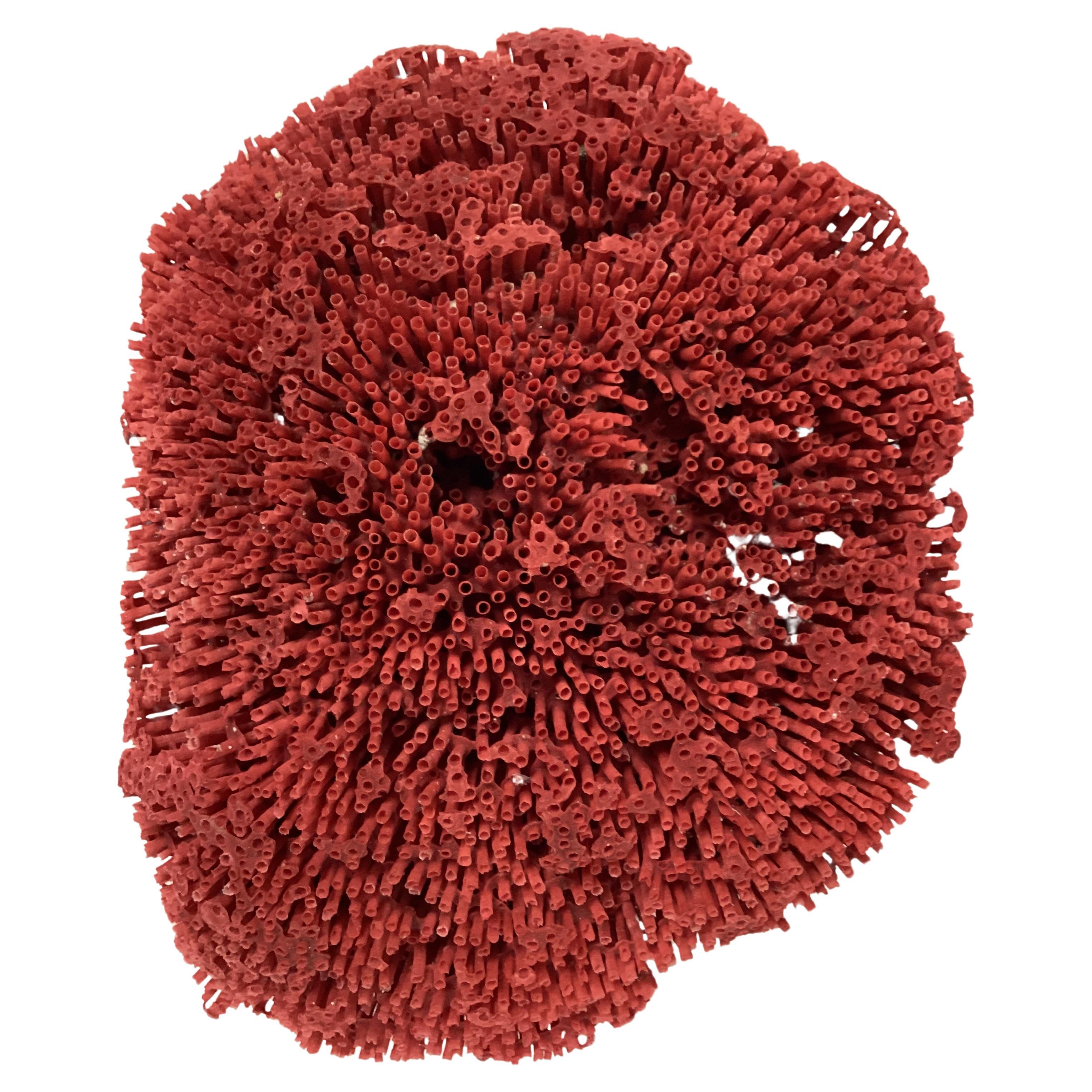 Organic Modern Natural Red Pipe Coral Specimen For Sale