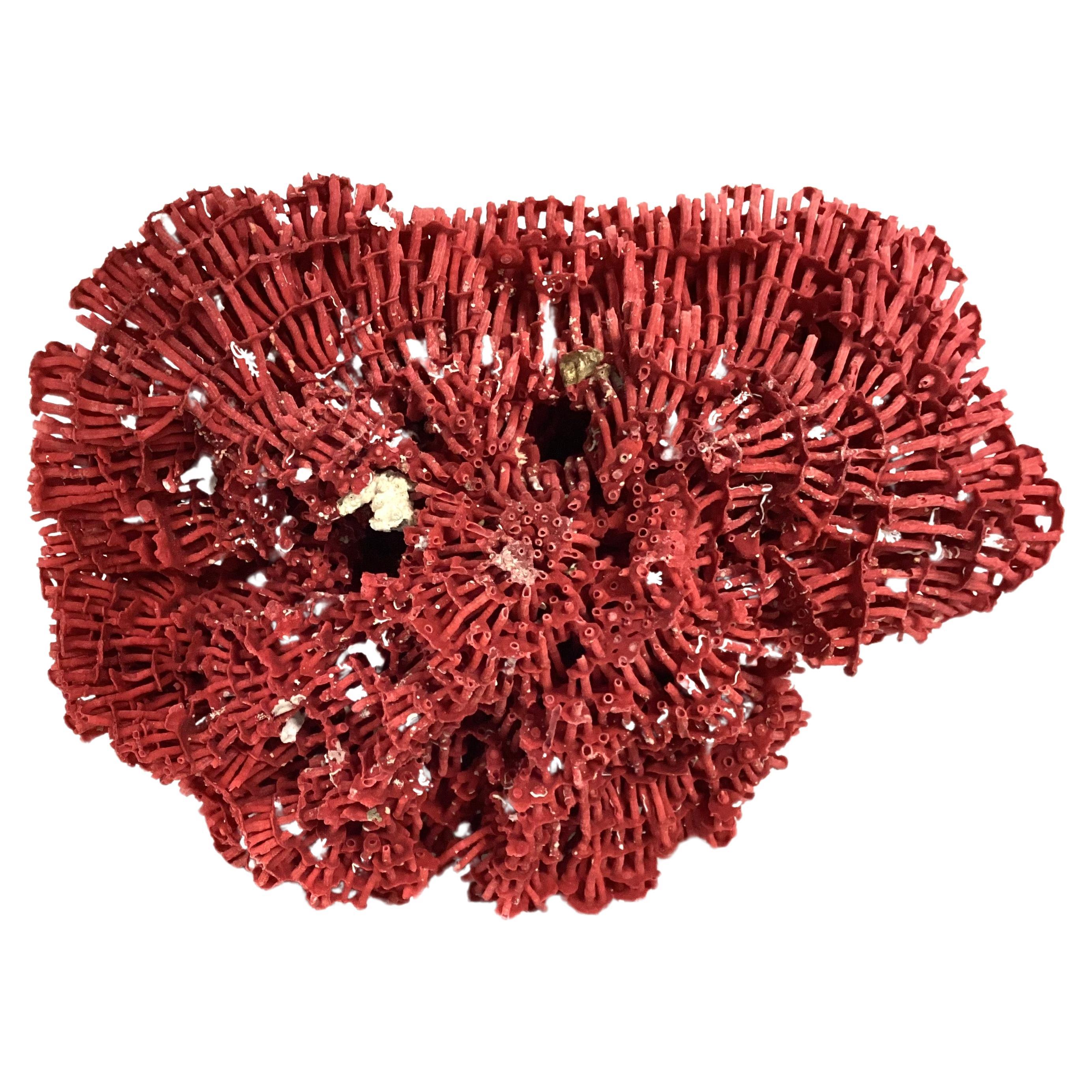 Italian Natural Red Pipe Coral Specimen For Sale
