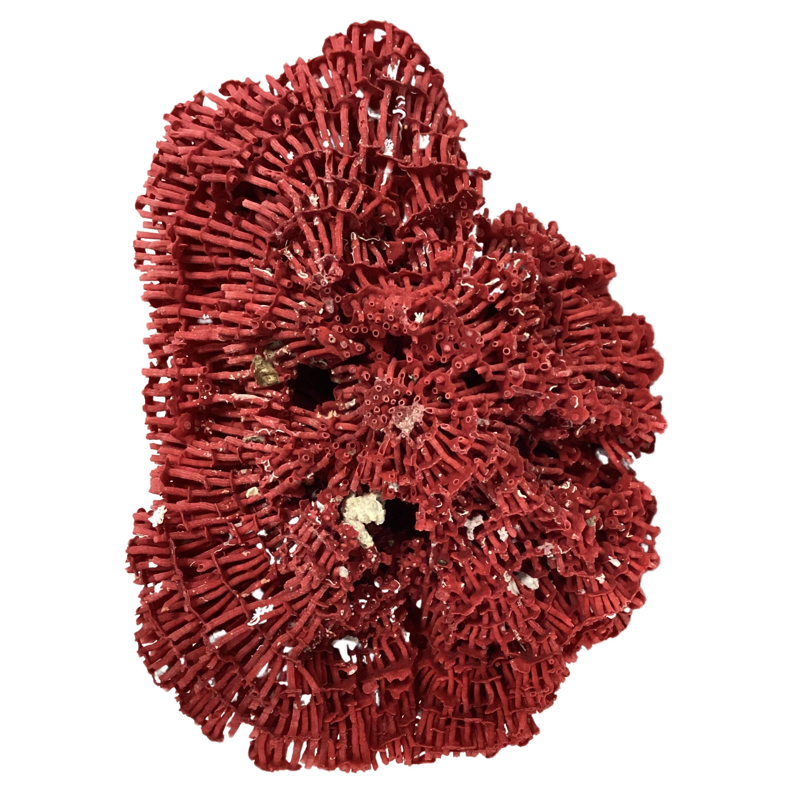 Natürliches rotes Pfeifen-Koralle-Exemplar im Zustand „Gut“ im Angebot in Bradenton, FL