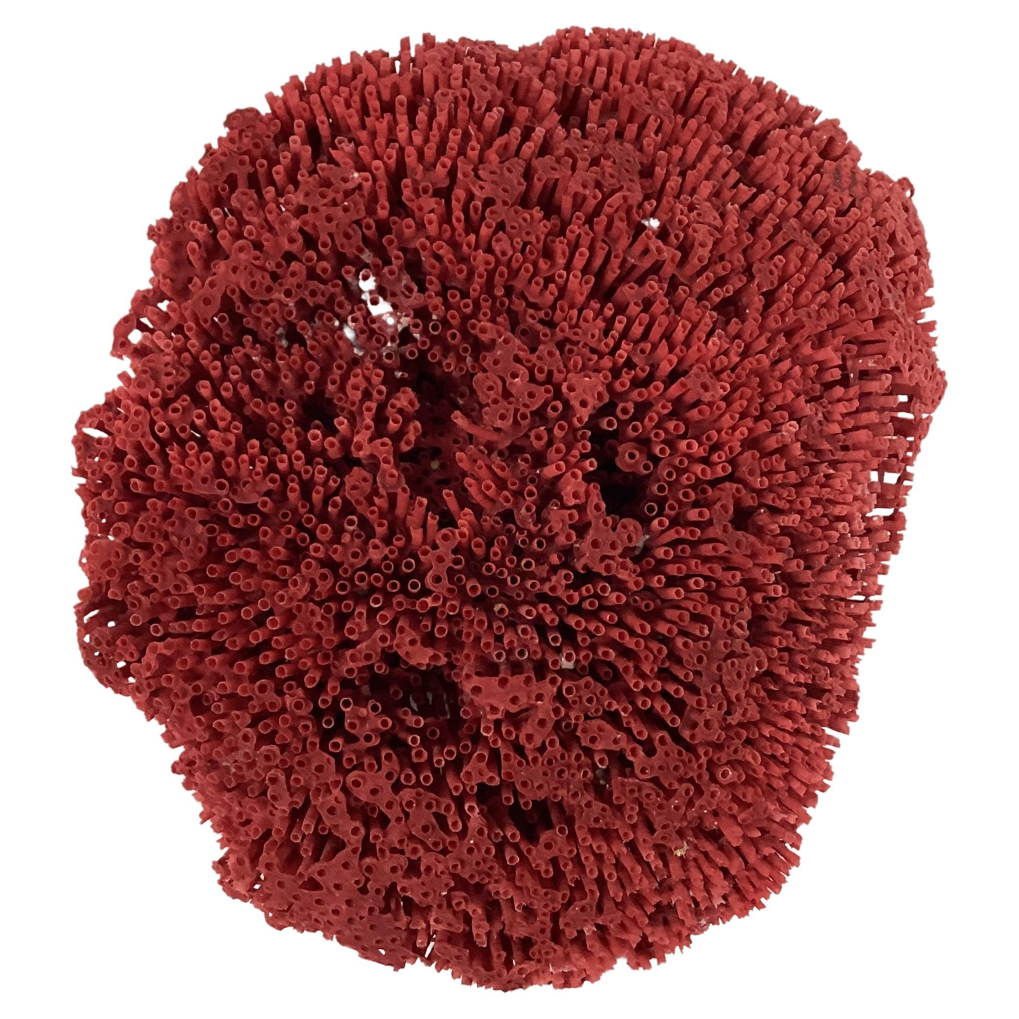 20th Century Natural Red Pipe Coral Specimen For Sale