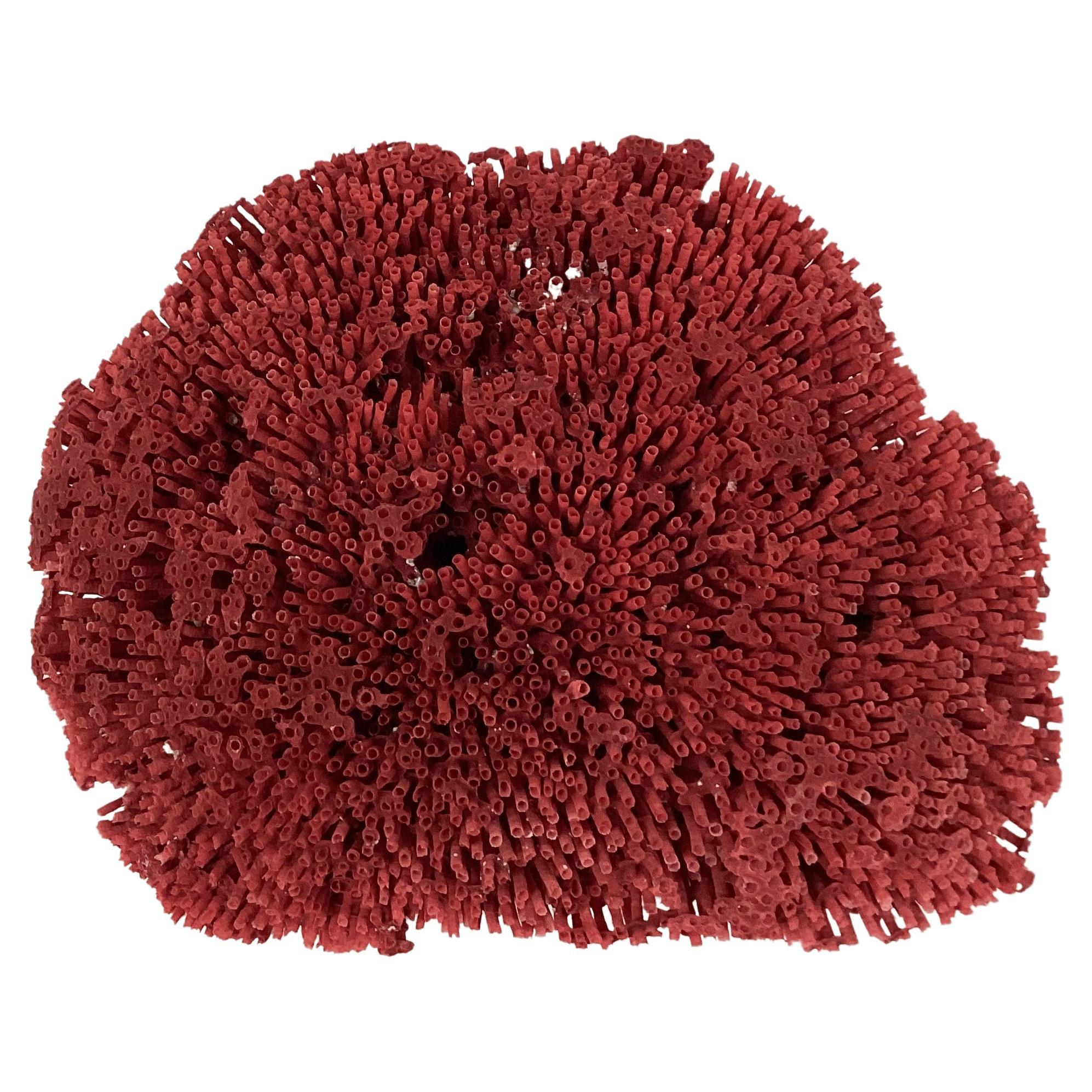 Natural Red Pipe Coral Specimen For Sale
