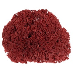 Spécimen de corail rouge naturel de Pipe