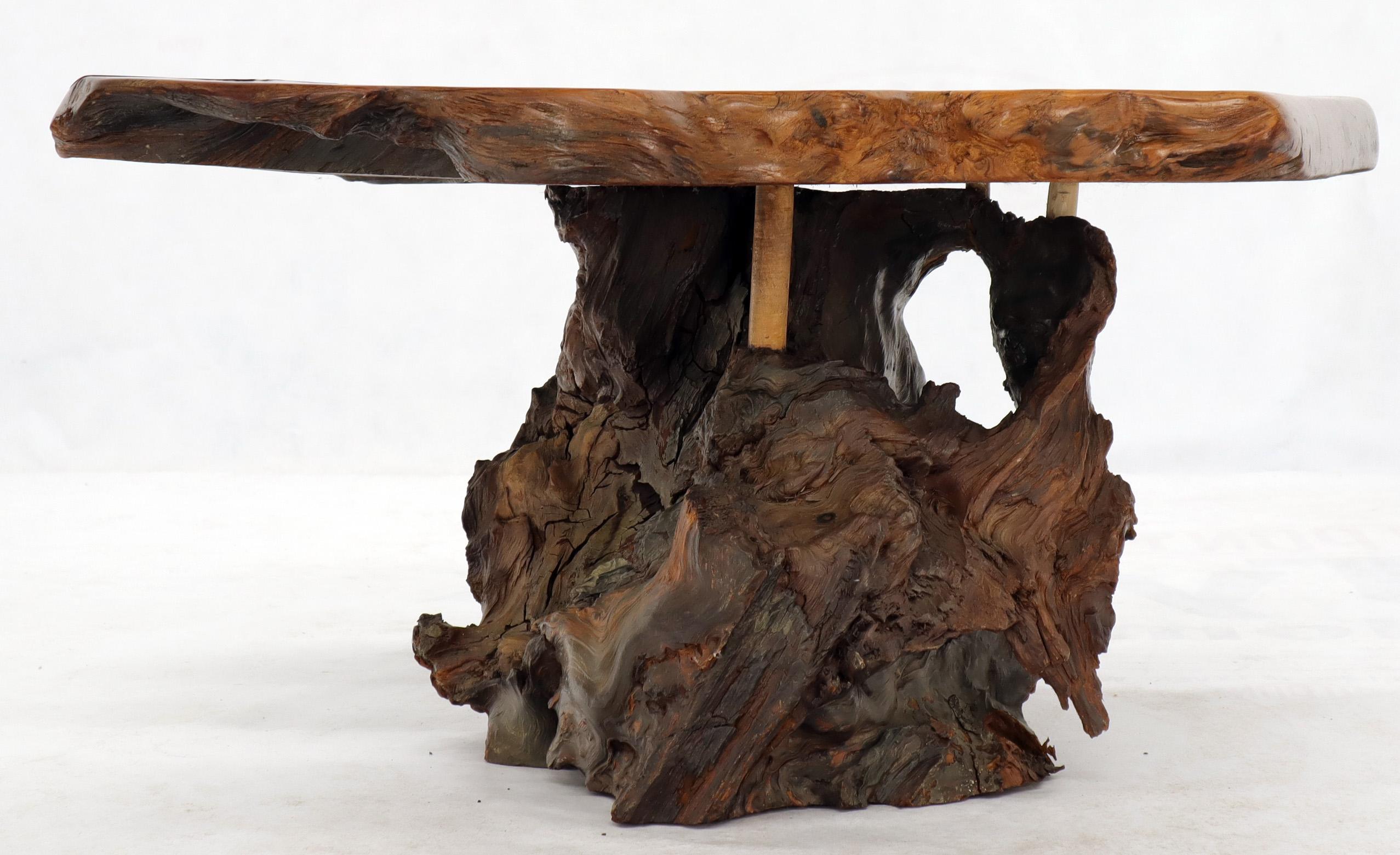 Varnished Natural Root Base Slab Top Side Coffee Table Amber Tone Varnish Finish