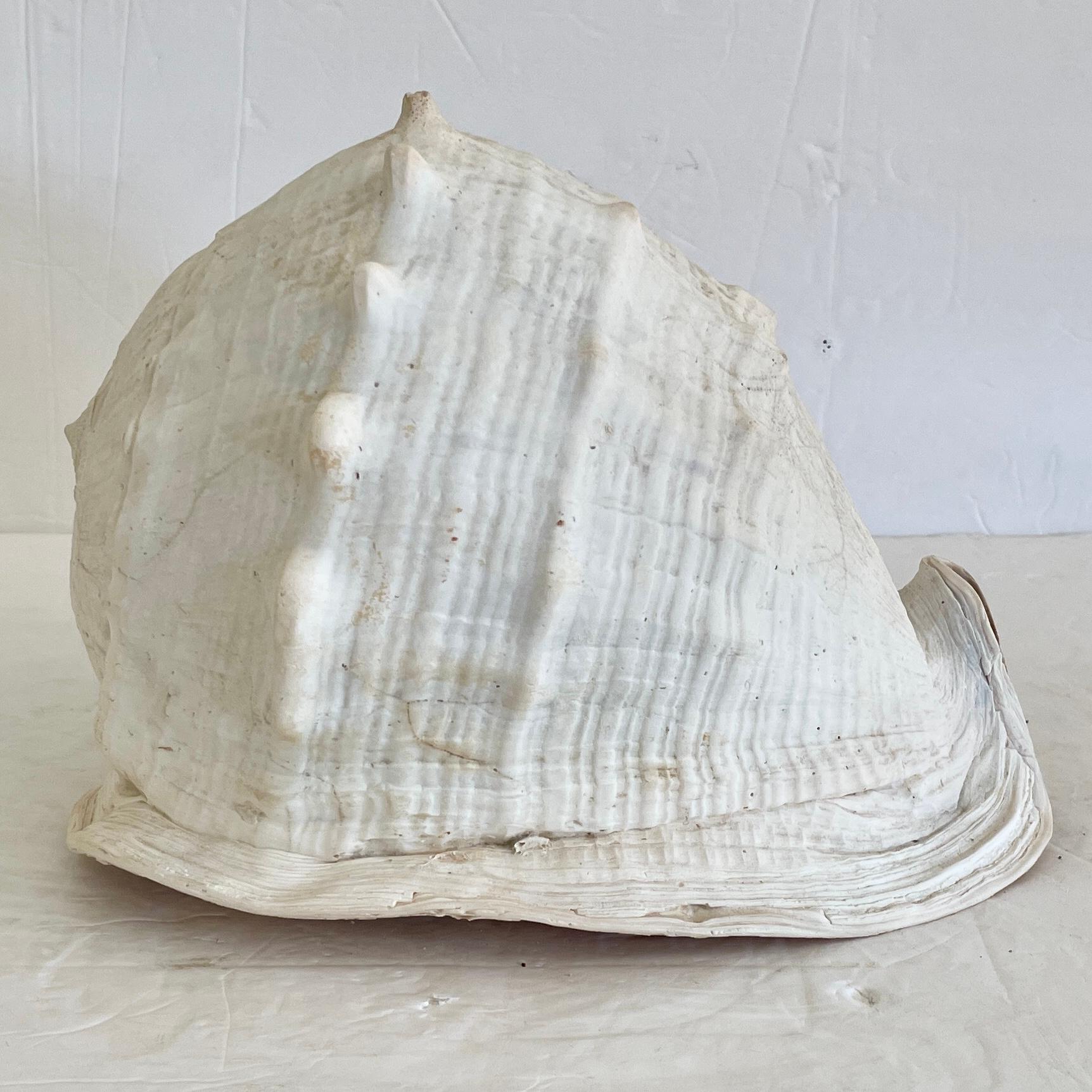 Fabulous round natural conch shell for tabletop decor. Great addition to your boho chic inspired interiors and table tops.