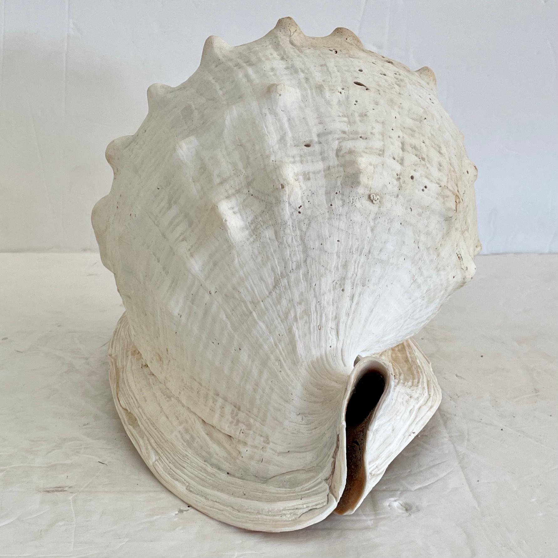 how much is a conch shell worth