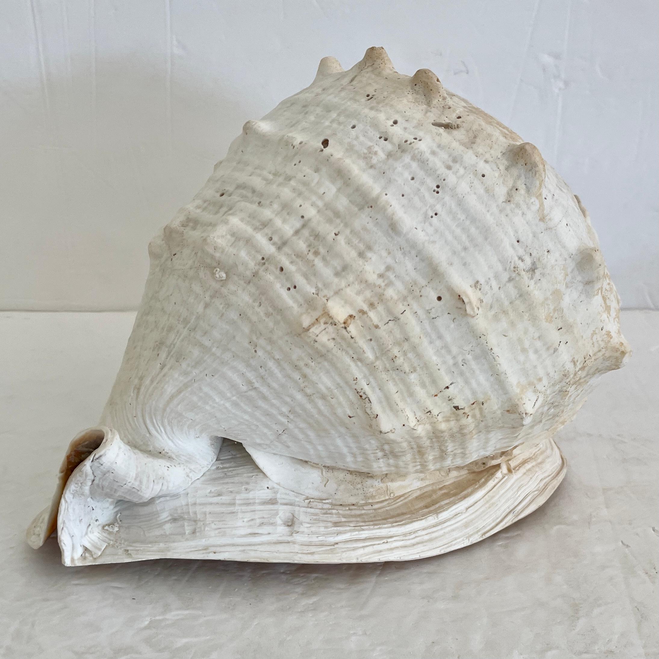 Natural Round Conch Shell In Good Condition For Sale In Los Angeles, CA