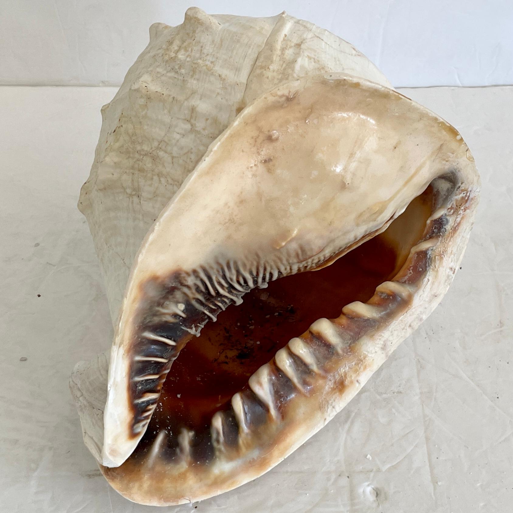 Late 20th Century Natural Round Conch Shell For Sale