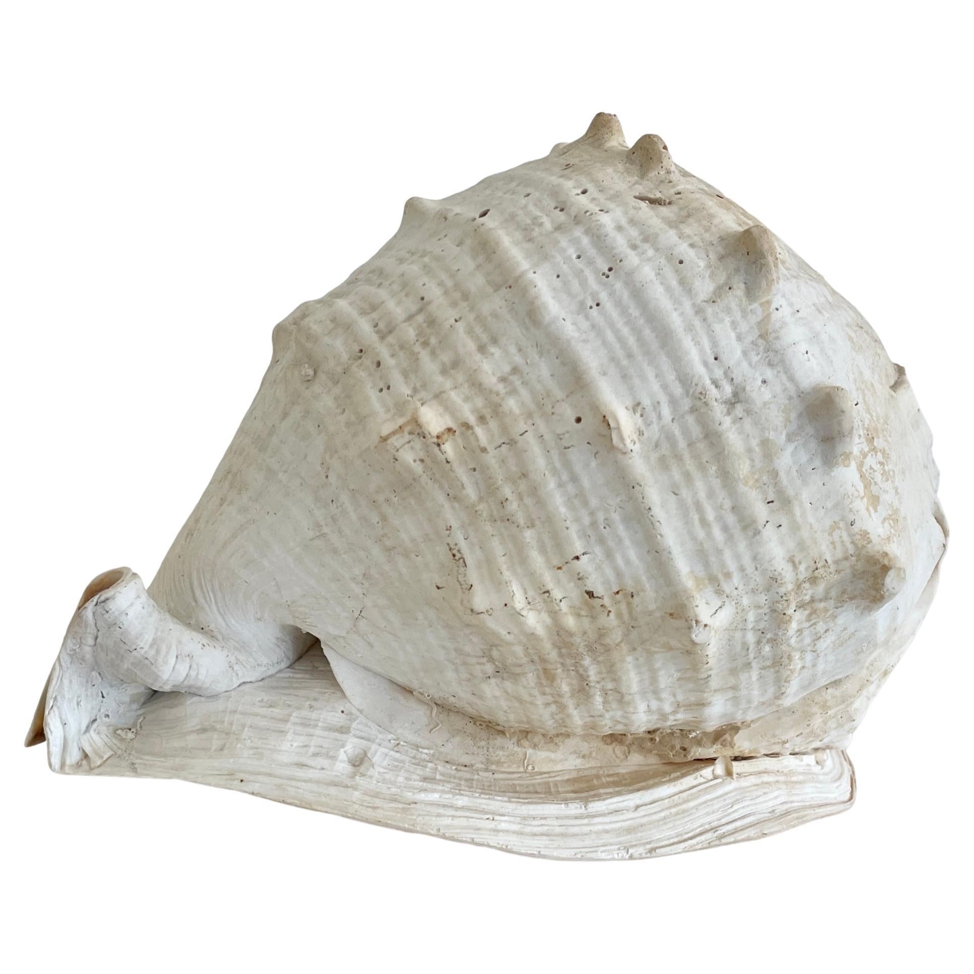 Natural Round Conch Shell For Sale