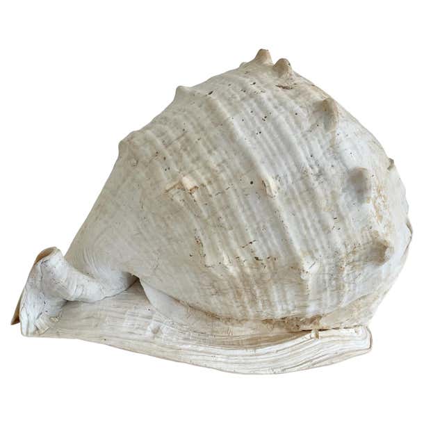 Natural Round Conch Shell For Sale at 1stDibs | how much is a conch ...