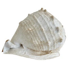 Natural Round Conch Shell