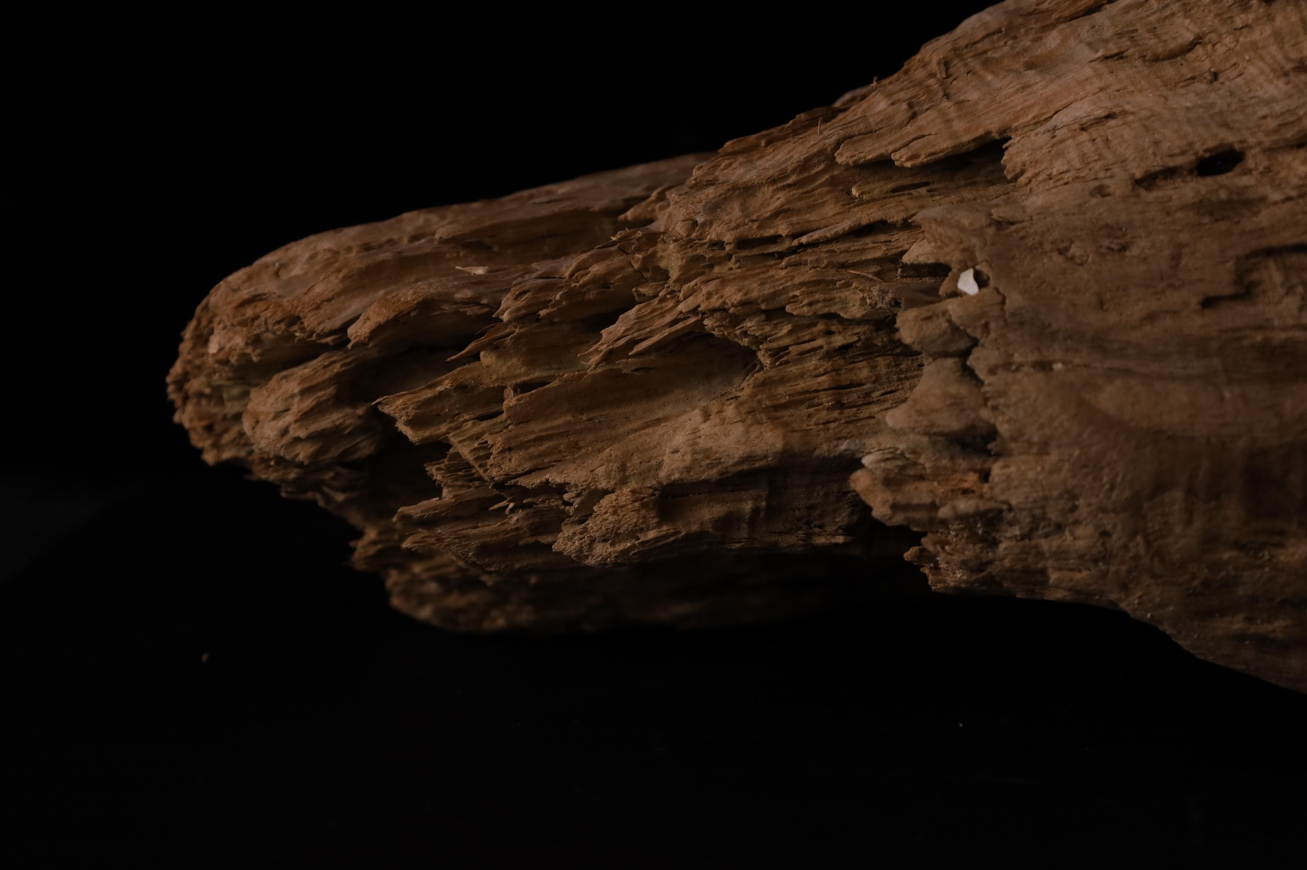 Pezzo scultoreo Nature - Dinamica decorativa Old Sun Driftwood sbiancata in vendita 4