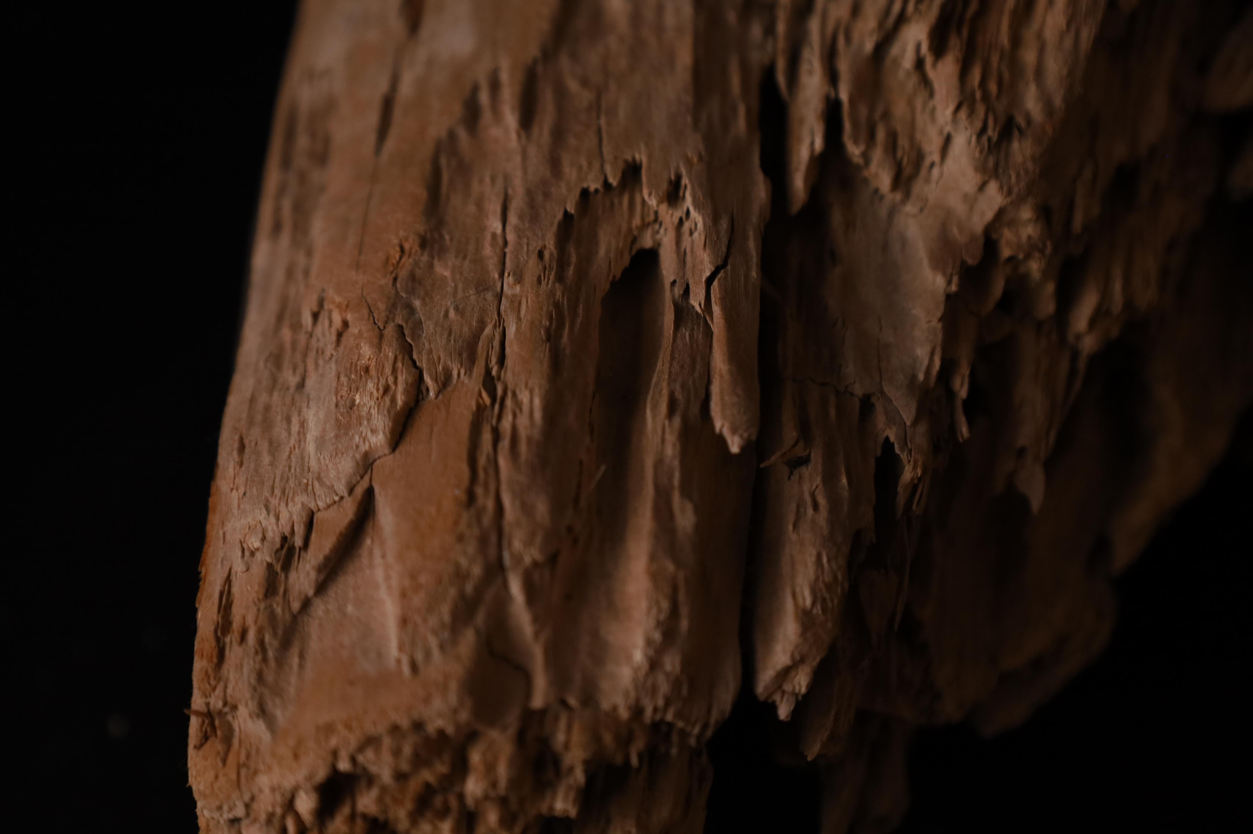 Pezzo scultoreo Nature - Dinamica decorativa Old Sun Driftwood sbiancata in vendita 6